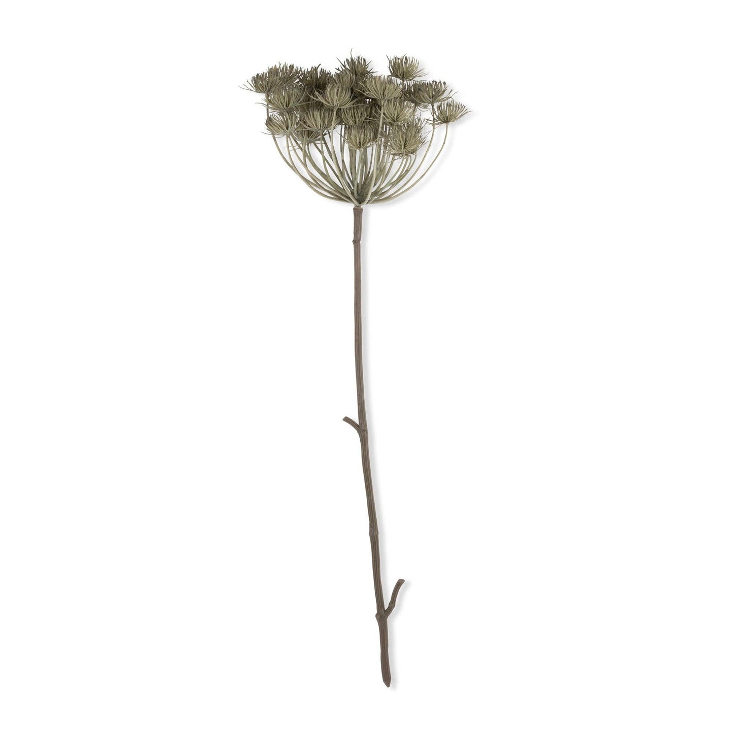 Haze Angelica Stem