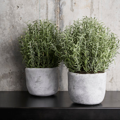 Rosemary Bush in Concrete Pot - Design Vintage