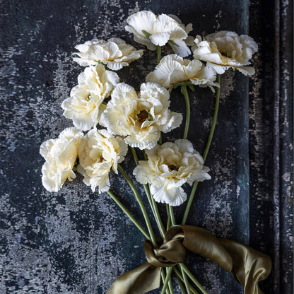 Garden Lace Peony