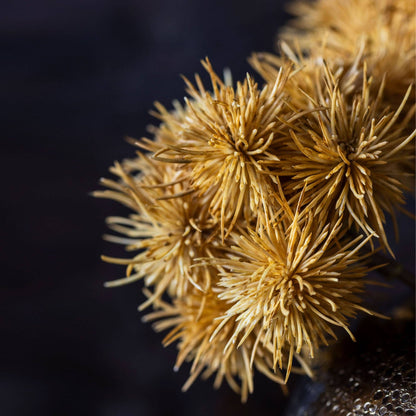 Cluster of Marron Stems