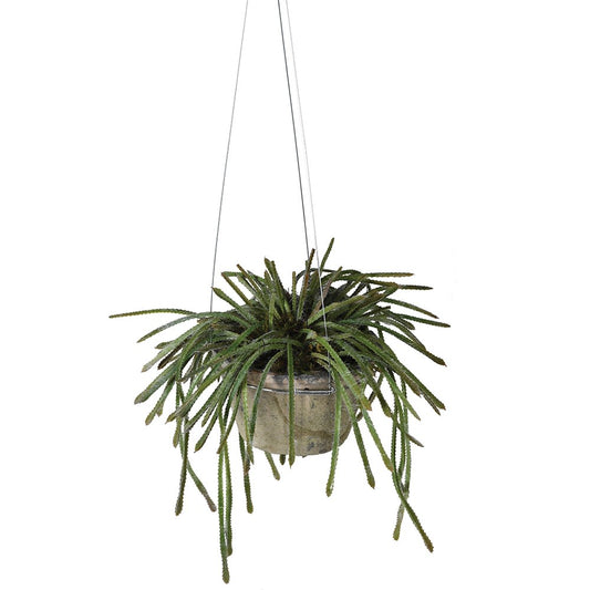 Hanging Potted Succulent - Design Vintage