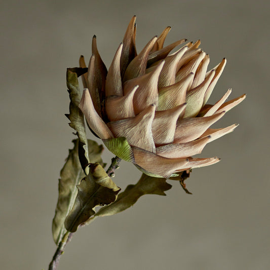 King Protea Stem - Design Vintage