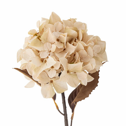 Natural Hydrangea Stem