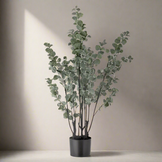 Potted Eucalyptus Plant