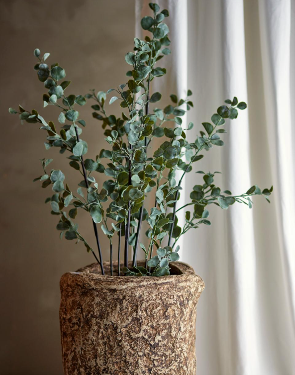 Potted Eucalyptus Plant