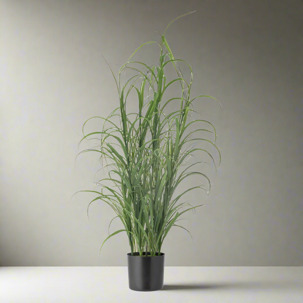 Potted Grass Plant