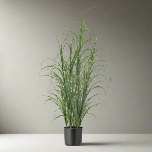 Potted Grass Plant