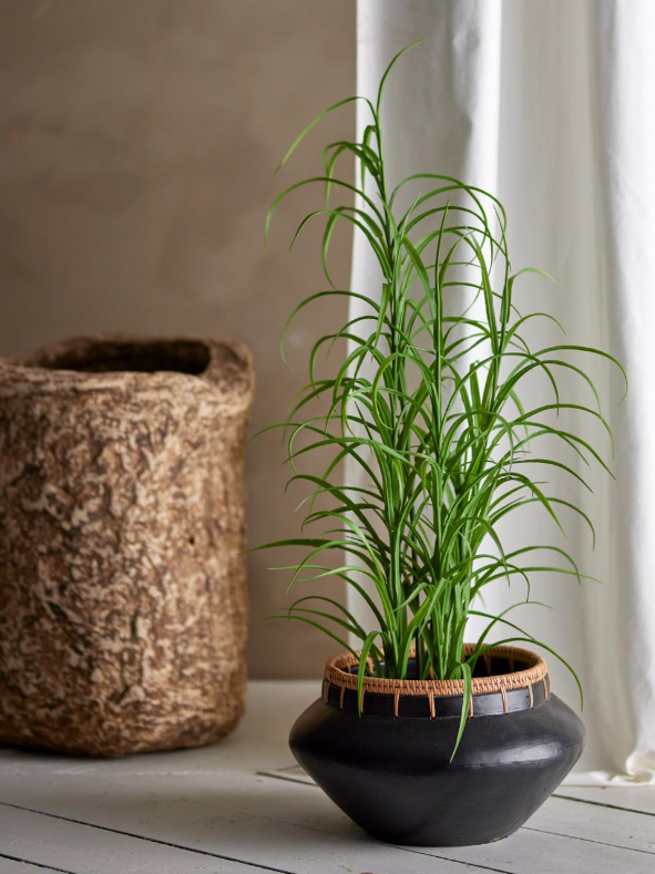 Potted Grass Plant