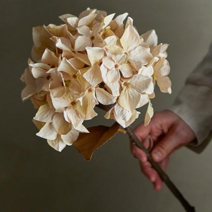 Natural Hydrangea Stem