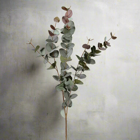 Blush Eucalyptus Stems