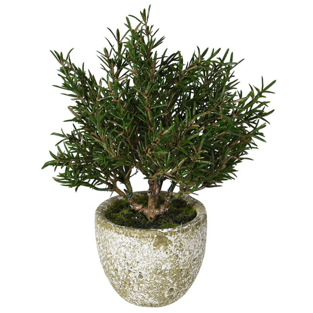 Rosemary in Clay Pot - Design Vintage