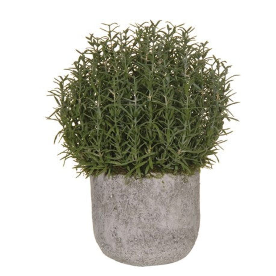 Rosemary Bush in Concrete Pot - Design Vintage