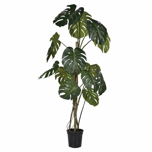 Large Monstera Plant - Design Vintage