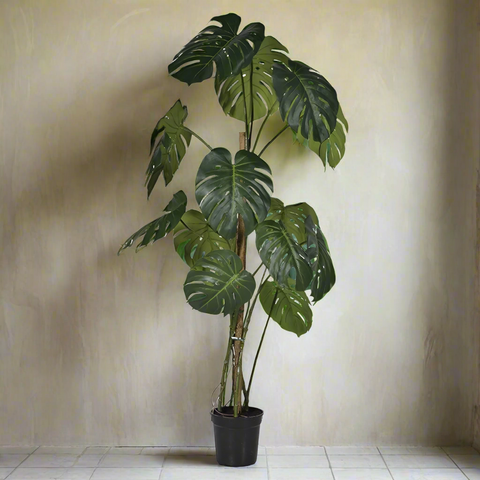 Large Monstera Plant