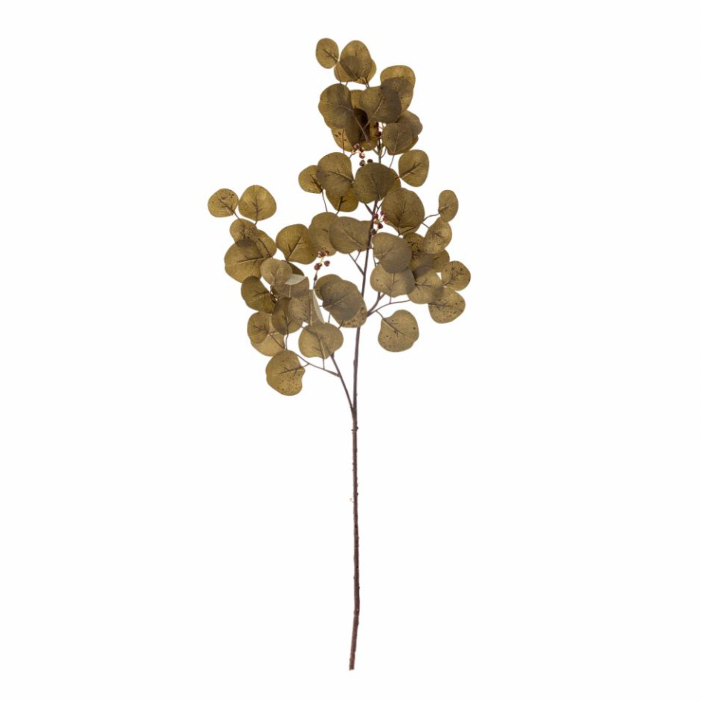 Brown Eucalyptus Stem