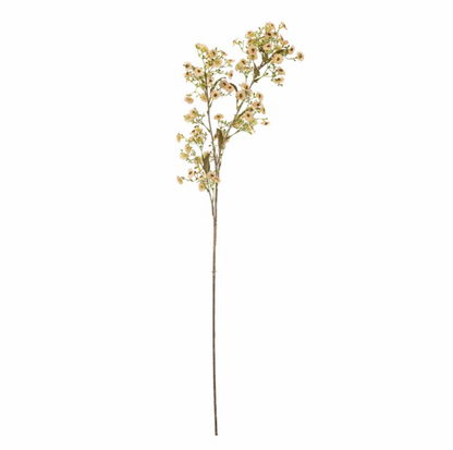 Waxflower Stem