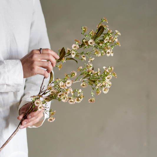 Waxflower Stem