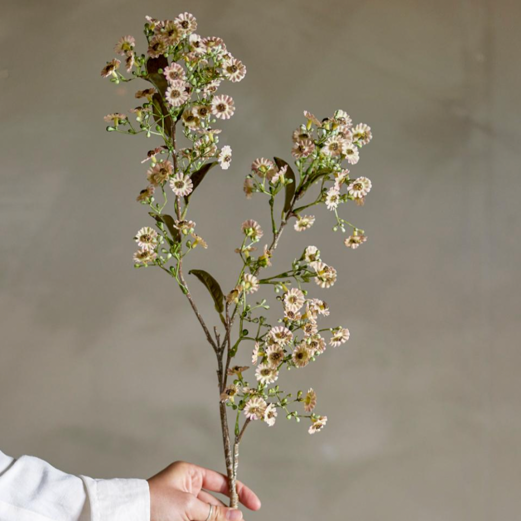 Waxflower Stem