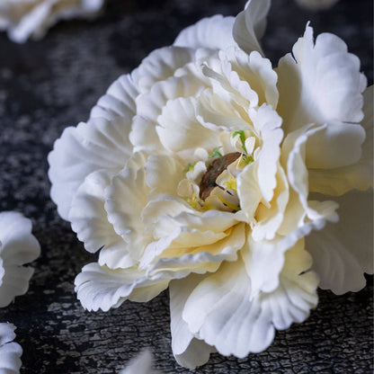 Garden Lace Peony