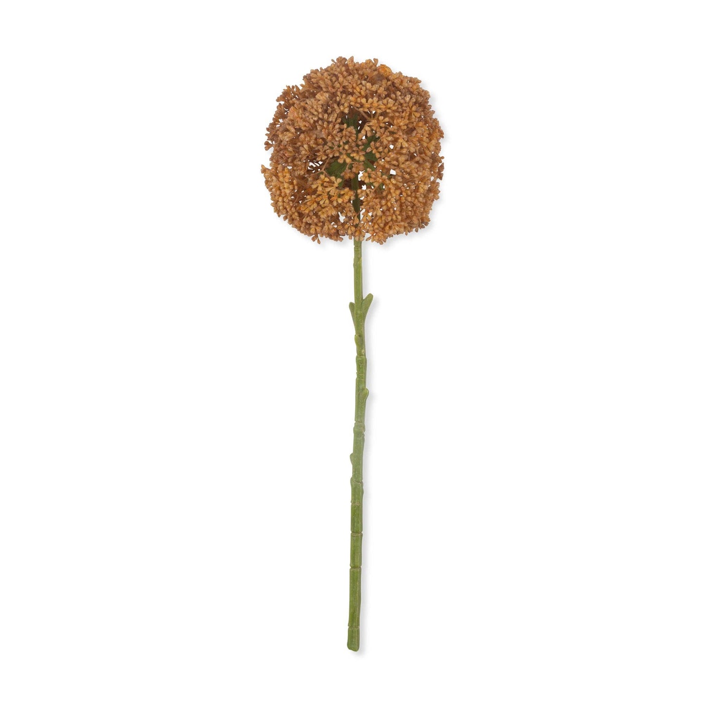 Umber Allium Stem