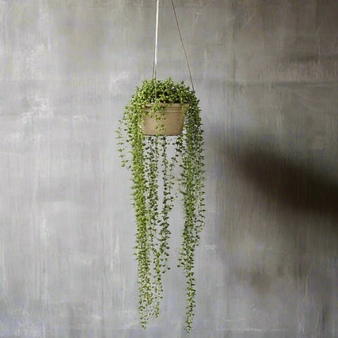 Faux String of Pearls Plant